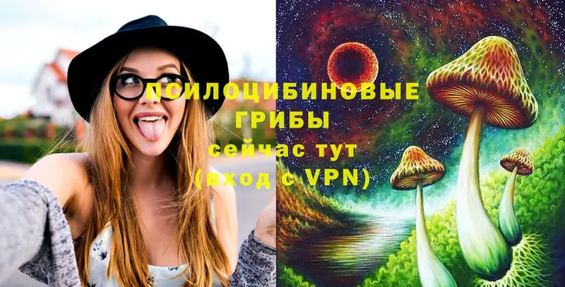 Псилоцибиновые грибы Psilocybine cubensis  Абаза 